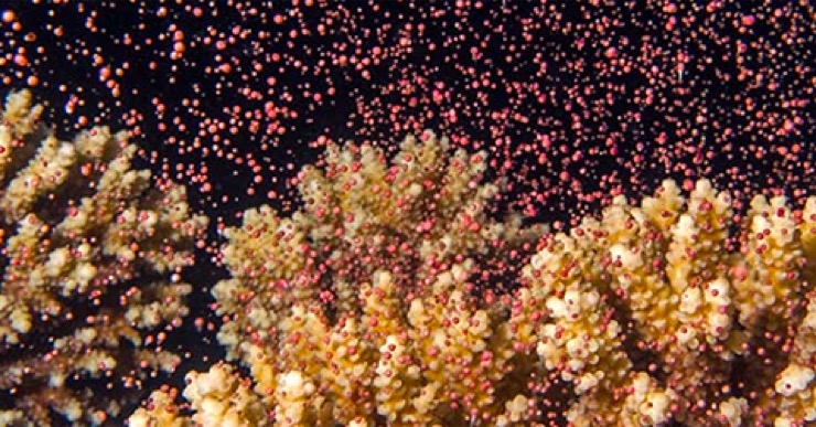 Small pink bundles contianing both eggs and sperm lift off from the colonies of the hermaphrodite brancing coral in unison.