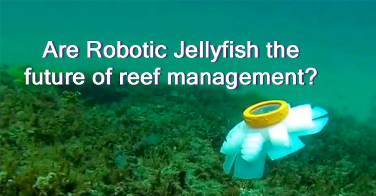 Are Robotic Jellyfish the future of reef management? A Jennifish swimming rear a coral reef.
