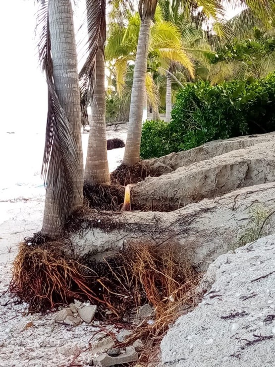 Tree roots showing erosion due to strong waves, only ares with roots remain.