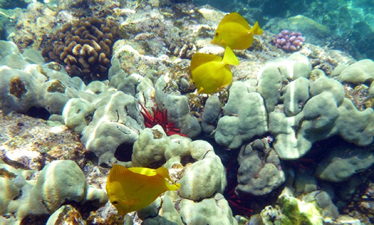 Bleached coral on Hawaii's reefs, often the reefct of fertiliser runoff and sunscrean chemicals.