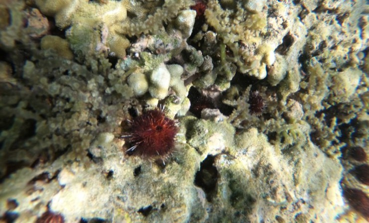 Seaweed grazing urchins deployed in Kaneohe Bay.