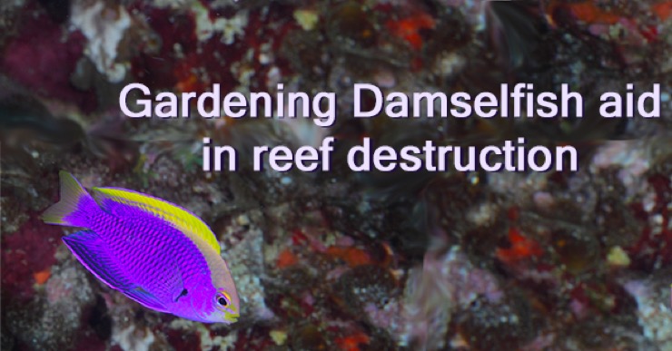 Gardening Damselfish aid in reef destruction: Scientist have found and confirmed a link between “gardening” Damselfish and coral reef health.