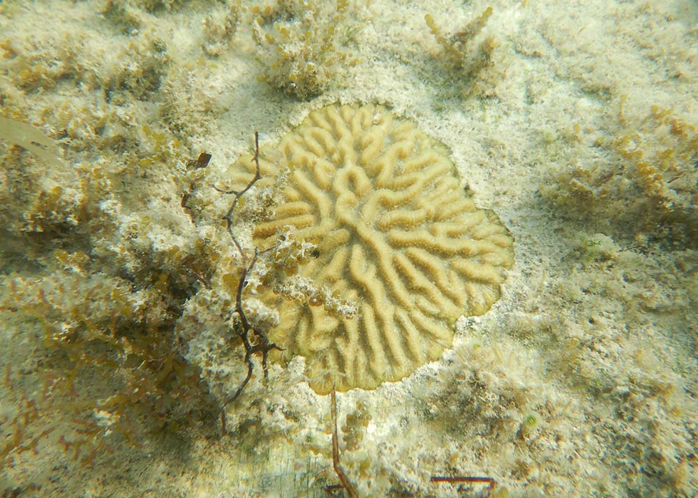 Baby Brain Coral
