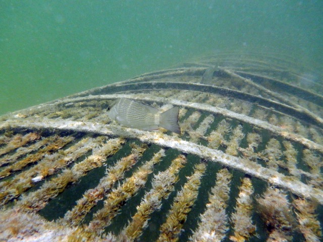 CCell arch reef underwater